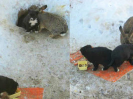 Кролик вязал под защиту трёх бездомных щенков. Ушастый папочка согревал их и кормил