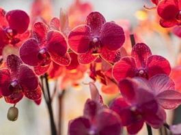 Орхидея-сильный женский талисман. Приметы про орхидею в доме