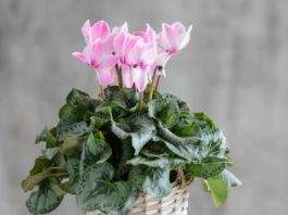 10 комнатных растений, притягивающих любовь и благополучие в семье