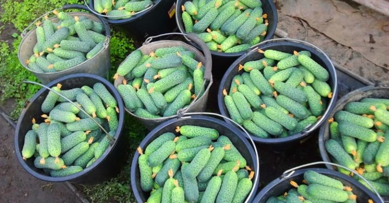 Отличная подкормка для тех, кому нужен богатый урожай