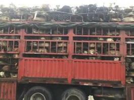 Парень остановил грузовик с 1000 собаками, которых везли на бойню