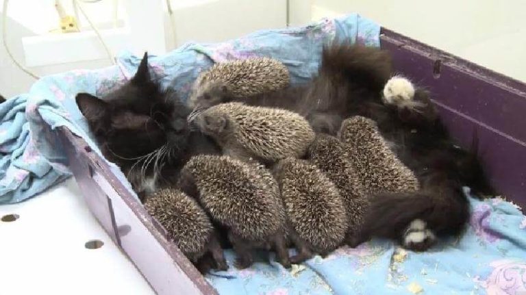 Моя кошка стала матерью восьми ежат