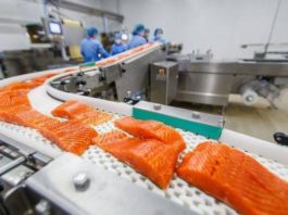 Норвежский лосось — это самая токсичная еда во всем мире. Журналистское раследование