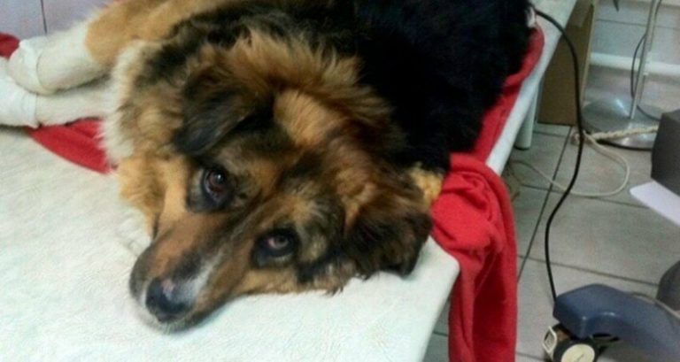 Во время пожара бездомная собака кинулась спасать людей