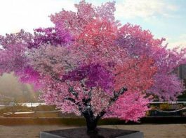 Просто фантастическое дерево-гибрид, на котором растет 40 видов фруктов