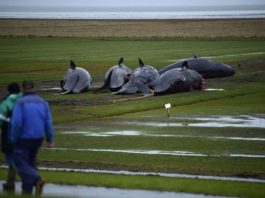 На берег Северного моря выбросило 29 китов. То что обнаружилось у них в животах шокирует