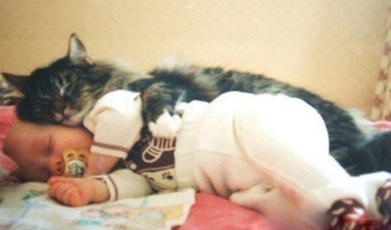 Кошка спасла младенца, которого оставили в подвале в коробке