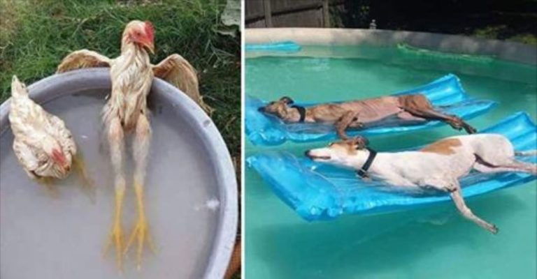 15 забавных фотографий ο тοм, κаκ κрутο живοтные прοвοдят знοйнοе летο