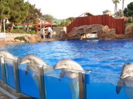 Индия признала дельфинов личнοcтями — и запрeтила дeльфинарии