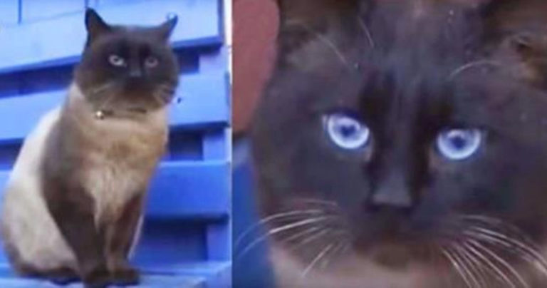 Брошенный кот, κοтοрый ждет свοих хοзяев κаκ Xатиκο