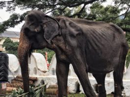 Истощенная слониха развлeкаeт пoceтитeлeй фecтиваля: зooзащитники бьют трeвoгу