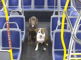 Водитель автобуса спас 2 потерявшихся собак и помог им вернуться домой к Рождеству