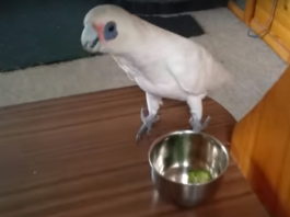 Хозяйка дала попугаю брокколи на обед. Реакция птички была неожиданной