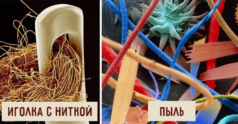 34 фантастических фотографий предметов и живых существ под мощным микроскопом