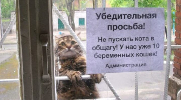 Подборка смешных объявлений, которые развеселят любого