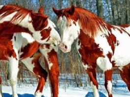 Топ 10 самых красивых лошадей на планете