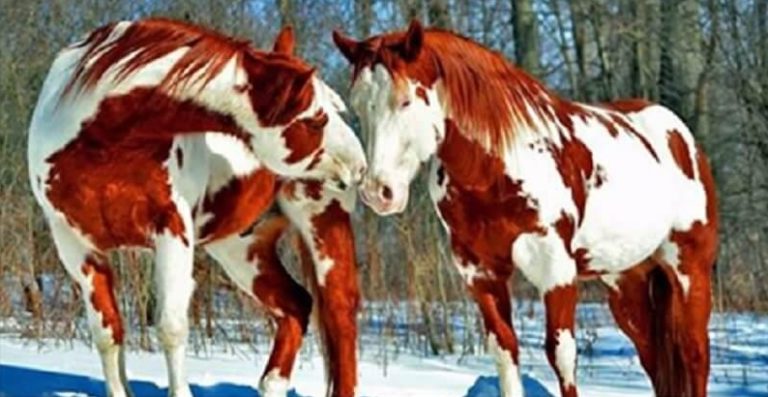 Топ 10 самых красивых лошадей на планете