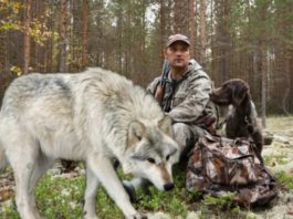 Степан спас волчонка, а через годы Волк пришёл к нему на помощь