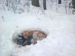 Собака жила в снегу вместе со своими щенками, но несмотря на холод мама их не бросила