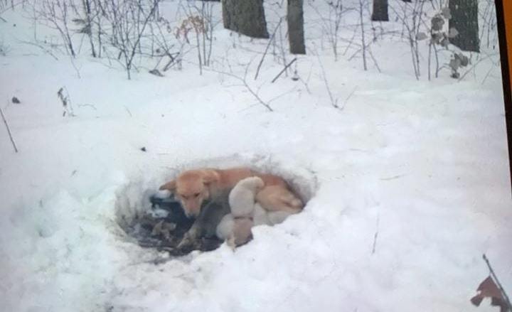 Собака жила в снегу вместе со своими щенками, но несмотря на холод мама их не бросила