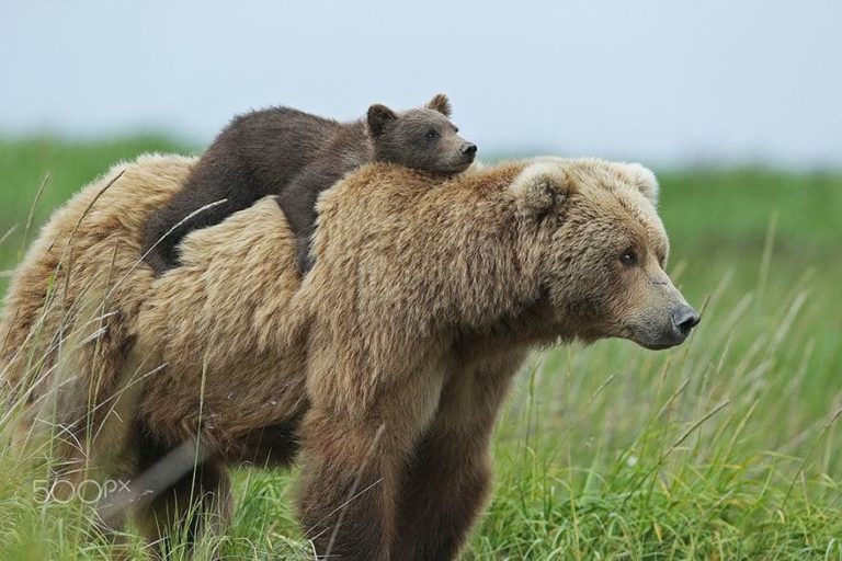 15 невероятно милых фотографий медведиц с детьми