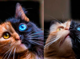 Двуликая кошка Квимера с аномальным окрасом покорила интернет