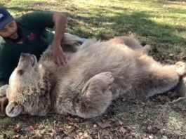 Медведица узнала человека, который заботился о ней в детстве