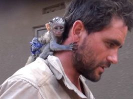 Мужчина спас обезьянку из огня. Благодарность этой малышки не знает границ
