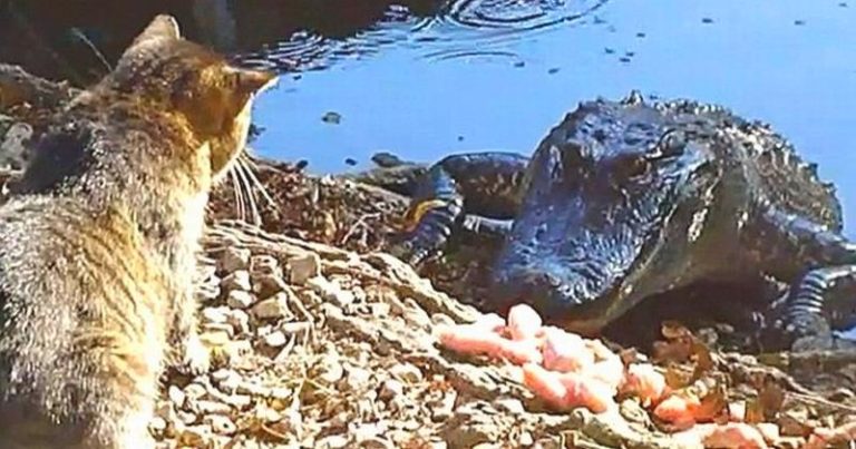 Кошка — самый опасный зверь на Земле. И мы вам предоставим видео доказательство