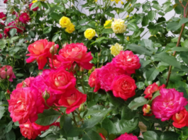 Как правильно обрезать розы после цветения: грубейшие ошибки неопытных розоводов