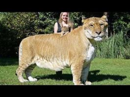 10 невероятно больших животных мира. Размеры этих гигантов заставят вас ахнуть