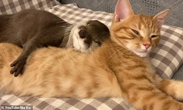 Sakura the otter cuddles up to Mochi the cat as the animals sleep in adorable footage taken in Japan