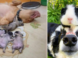 12 добрых, веселых и забавных фотографий собачек, которые обязательно поднимут вам настроение
