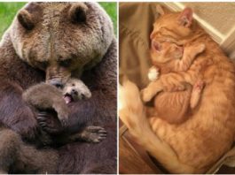 Фото, доказывающие, что у животных тоже есть любовь к детям