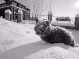 Несколько доказательств того, что кошки и зима друг для друга не созданы