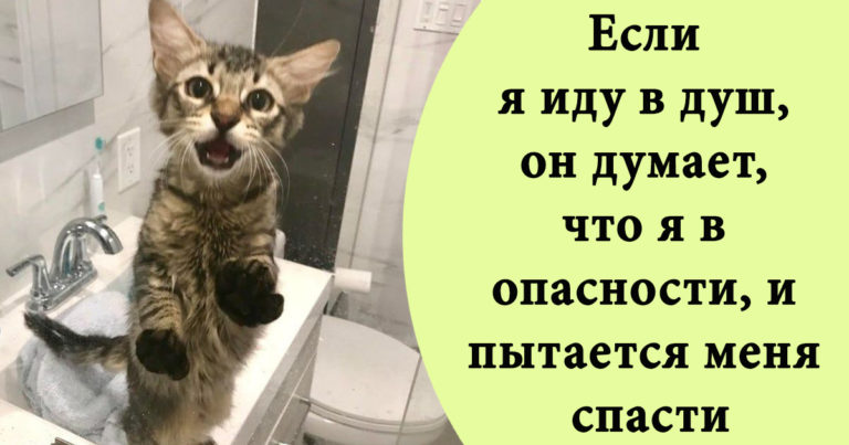 Ответственные питомцы, решившие отработать свой корм на много лет вперед