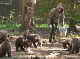 Семья спасла больше 200 медвежат за 20 лет