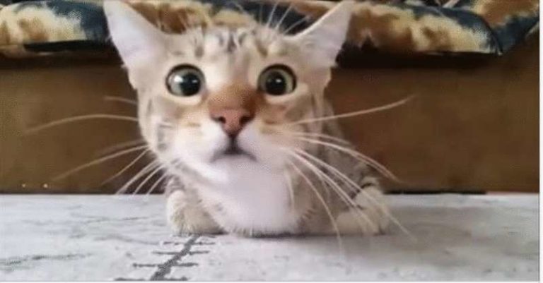 Cat Watching Horror Movie Becomes an Internet Sensation