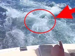 Unexpected Visitor: Playful Sea Lion Leaps Aboard Boat Ride
