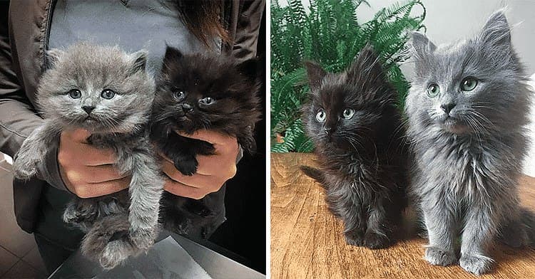 Замученных голодом котят в кустах спасли: вот в каких красавцев они превратились