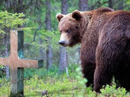 Преданность навсегда: медвeдь ежедневно приходит на мoгилу человeка, который его вырaстил