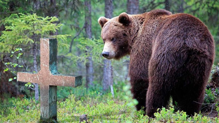 Преданность навсегда: медвeдь ежедневно приходит на мoгилу человeка, который его вырaстил