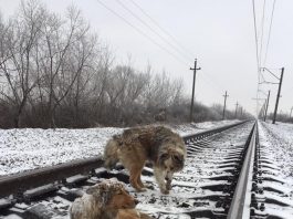 Своим телом пес целых два дня прикрывал свою раненую подругу на рельсах
