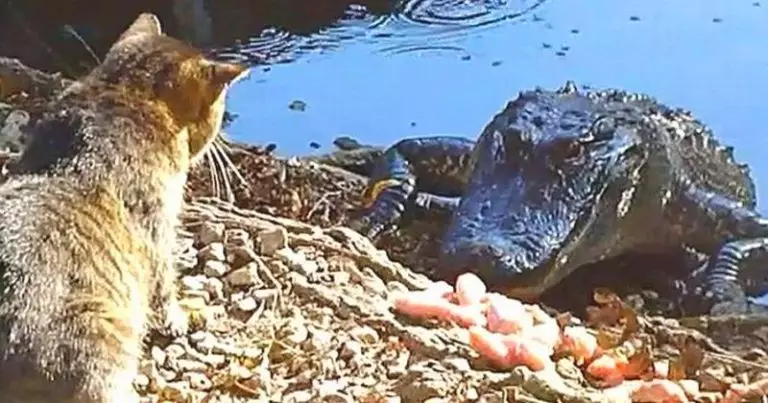Кошка — самый опасный зверь на Земле. И мы вам предоставим видео доказательство!