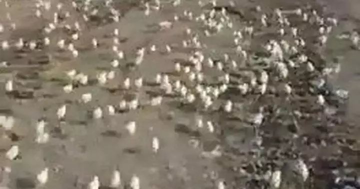 В Грузии на свалку выбросили тысячи яиц. А потом из них вылупились цыплята…