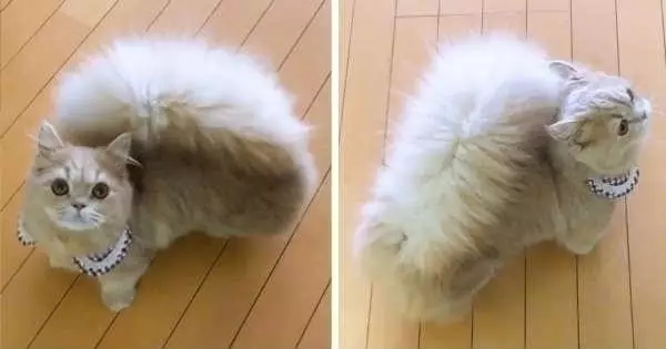 Кошка с беличьим хвостом