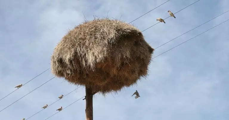 Сложно поверить, но это не стог сена на столбе, а настоящее чудо природы
