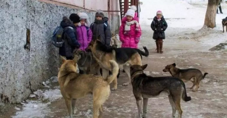 Мы кричали, но люди разбегались, как тараканы!!! На помощь детям пришли бродячие собаки