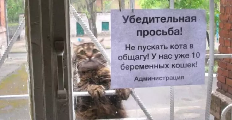 15 веселых объявлений, которые поднимут настроение на весь день