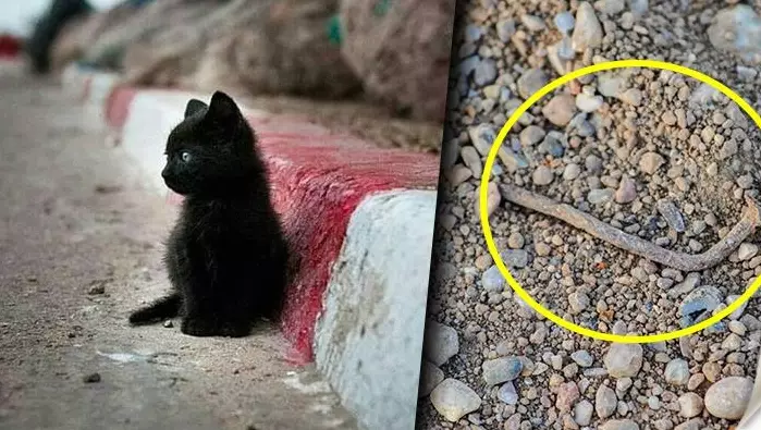 11 Примет на Счастье: Как узнать, что скоро жизнь изменится к лучшему